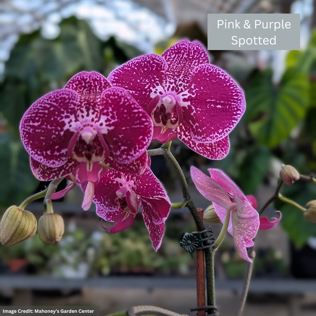 Orchid – 4″/5″ Pot